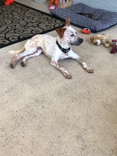 Macaroon, Adoptable, Adult Female Australian Cattle Dog / Blue Heeler.