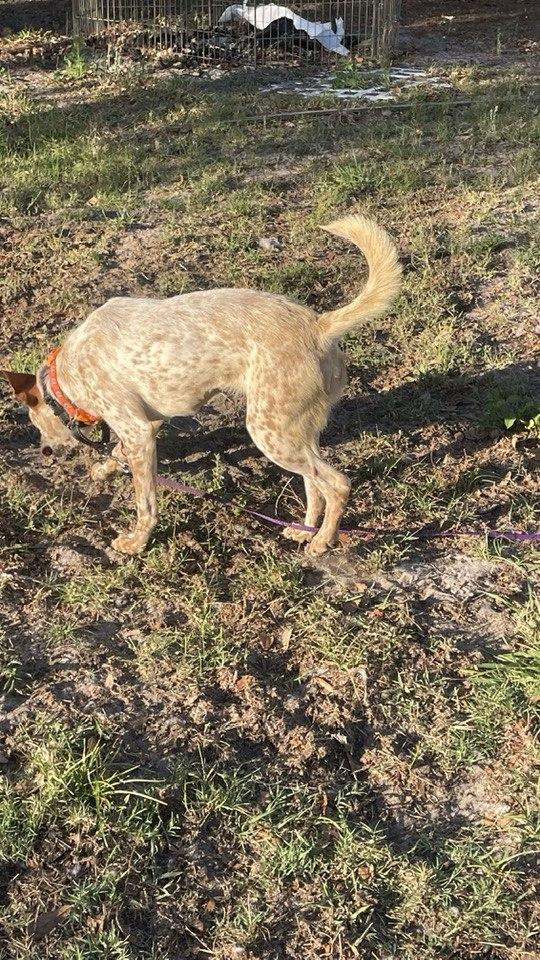 Macaroon, Adoptable, Adult Female Australian Cattle Dog / Blue Heeler.
