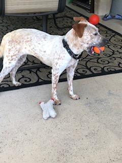 Macaroon, Adoptable, Adult Female Australian Cattle Dog / Blue Heeler.