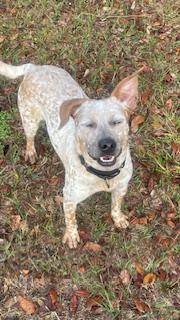 Macaroon, a Adoptable Australian Cattle Dog / Blue Heeler in Bradenton, FL image 3/6