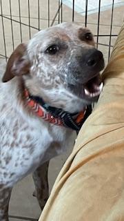 Enlarge Macaroon, a Adoptable Australian Cattle Dog / Blue Heeler in Bradenton, FL image 2/6