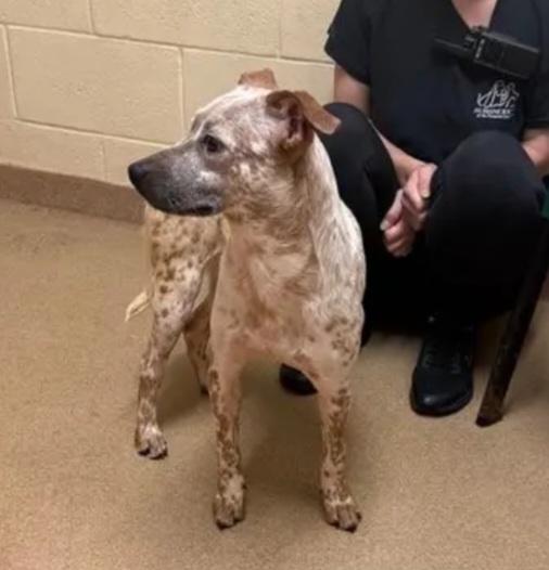 Macaroon, a Adoptable Australian Cattle Dog / Blue Heeler in Bradenton, FL image 4/6