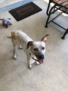 Enlarge Macaroon, a Adoptable Australian Cattle Dog / Blue Heeler in Bradenton, FL image 3/6