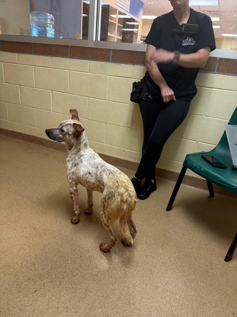 Macaroon, a Adoptable Australian Cattle Dog / Blue Heeler in Bradenton, FL image 4/6