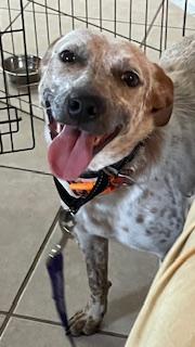 Enlarge Macaroon, a Adoptable Australian Cattle Dog / Blue Heeler in Bradenton, FL image 4/6