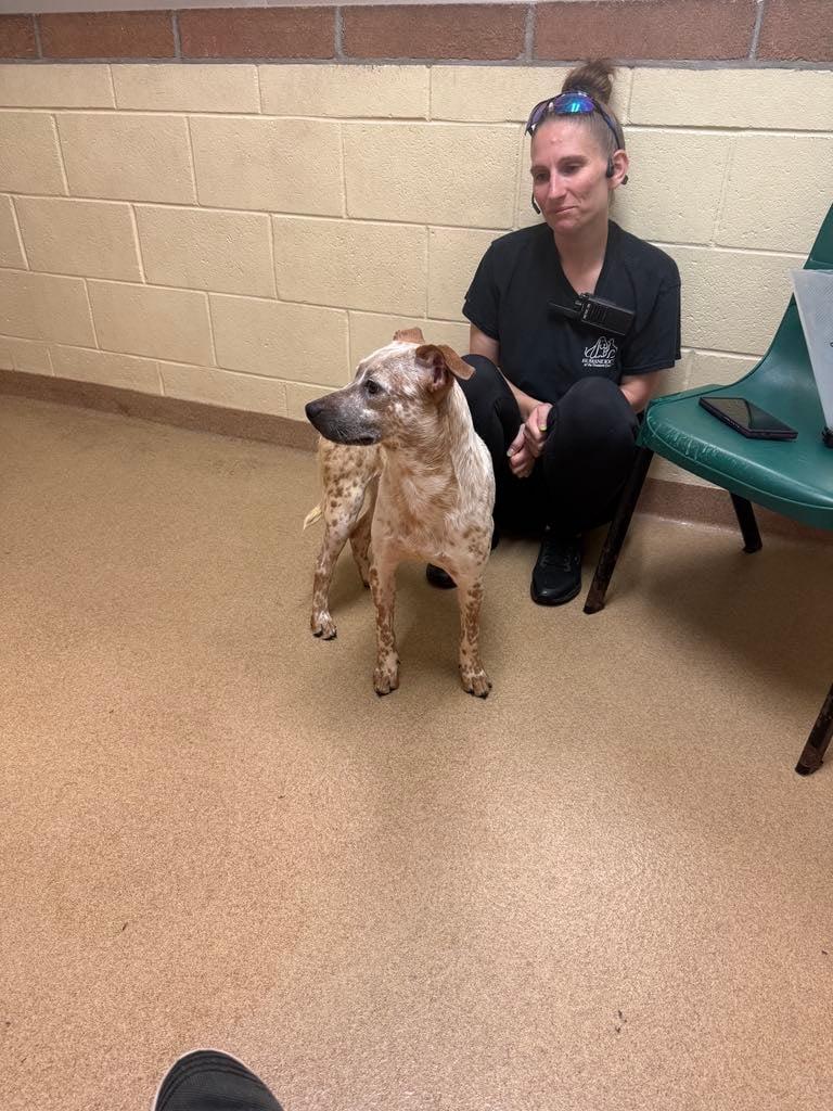Macaroon, Adoptable, Adult Female Australian Cattle Dog / Blue Heeler.