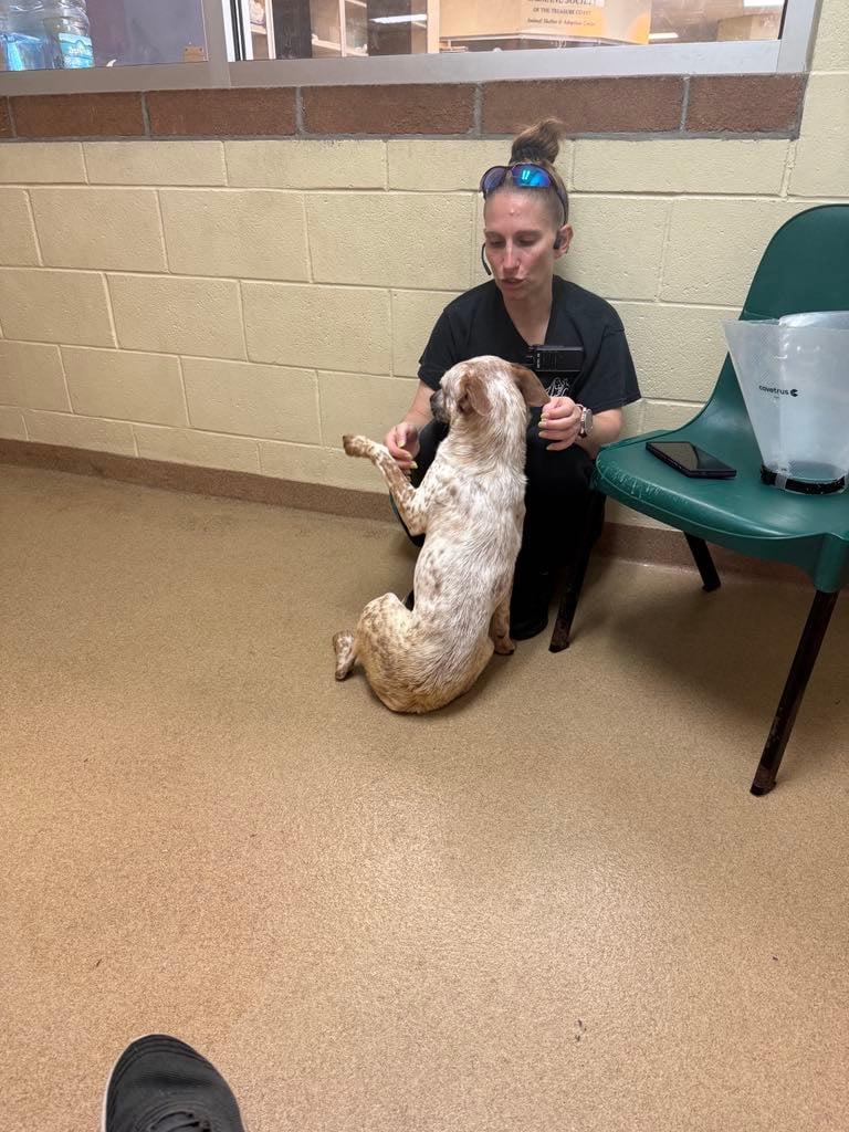 Macaroon, a Adoptable Australian Cattle Dog / Blue Heeler in Bradenton, FL image 5/6
