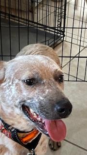 Enlarge Macaroon, a Adoptable Australian Cattle Dog / Blue Heeler in Bradenton, FL image 6/6