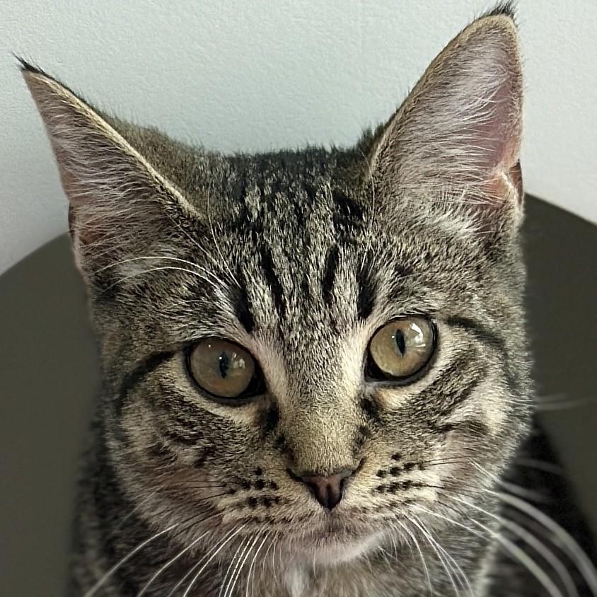 Enlarge Mary, a ADOPTABLE Domestic Short Hair in Victor, NY image 1/6