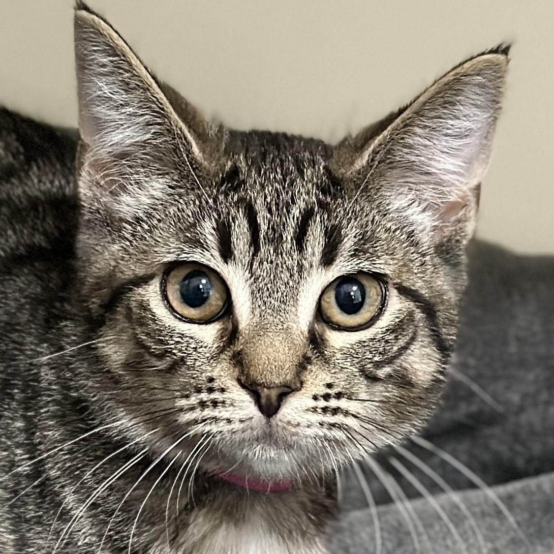 Enlarge Mary, a ADOPTABLE Domestic Short Hair in Victor, NY image 1/4