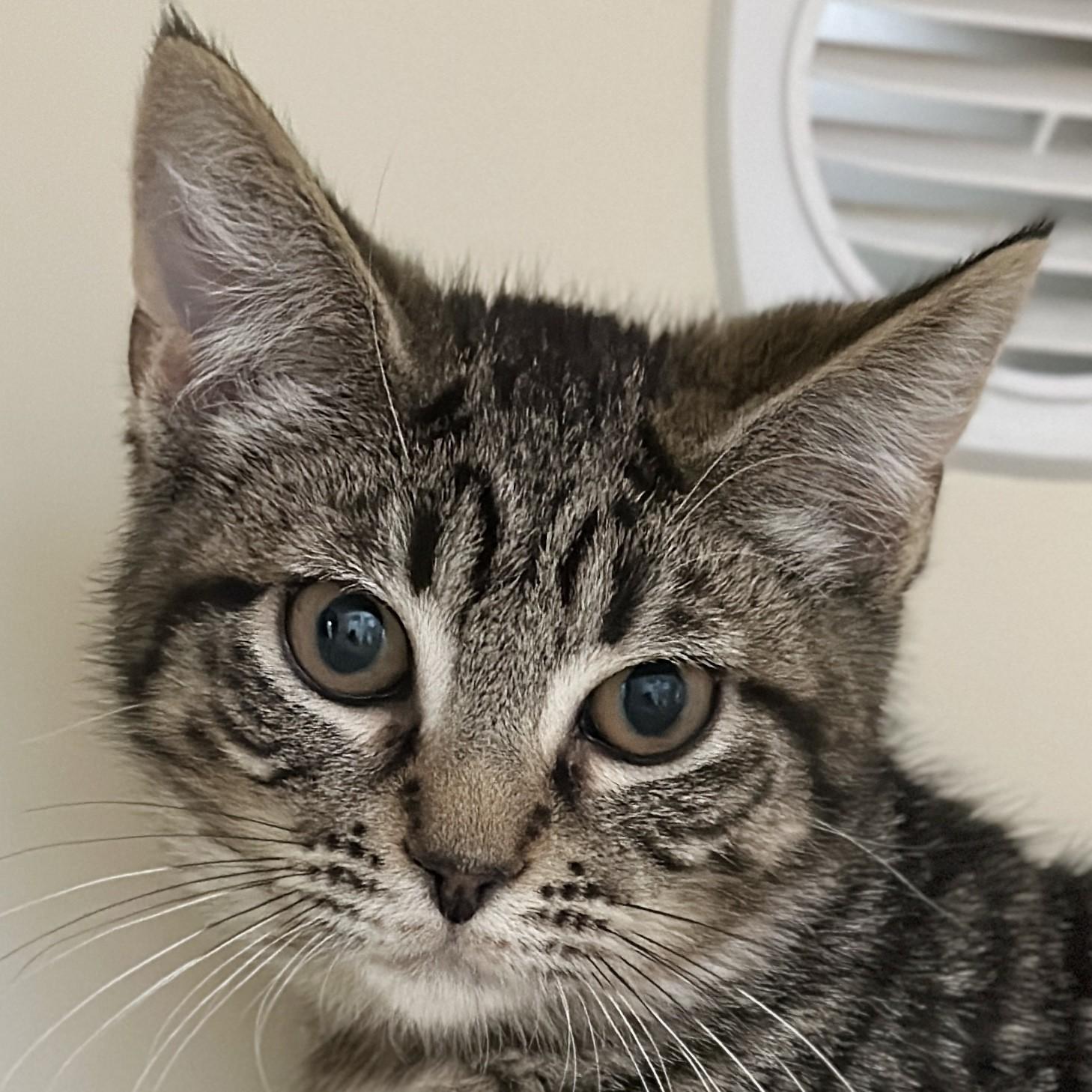 Enlarge Mary, a ADOPTABLE Domestic Short Hair in Victor, NY image 2/4