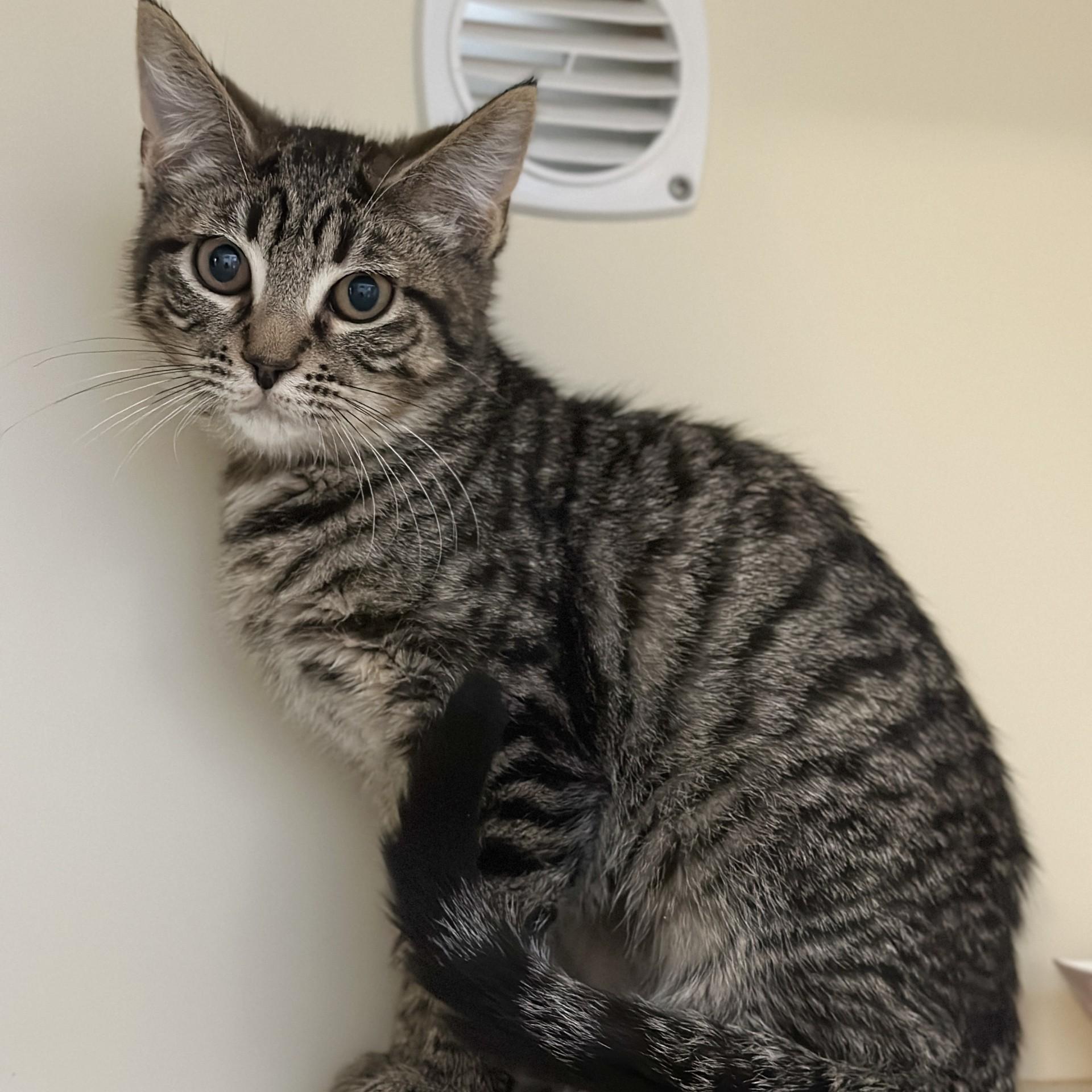 Enlarge Mary, a ADOPTABLE Domestic Short Hair in Victor, NY image 3/4