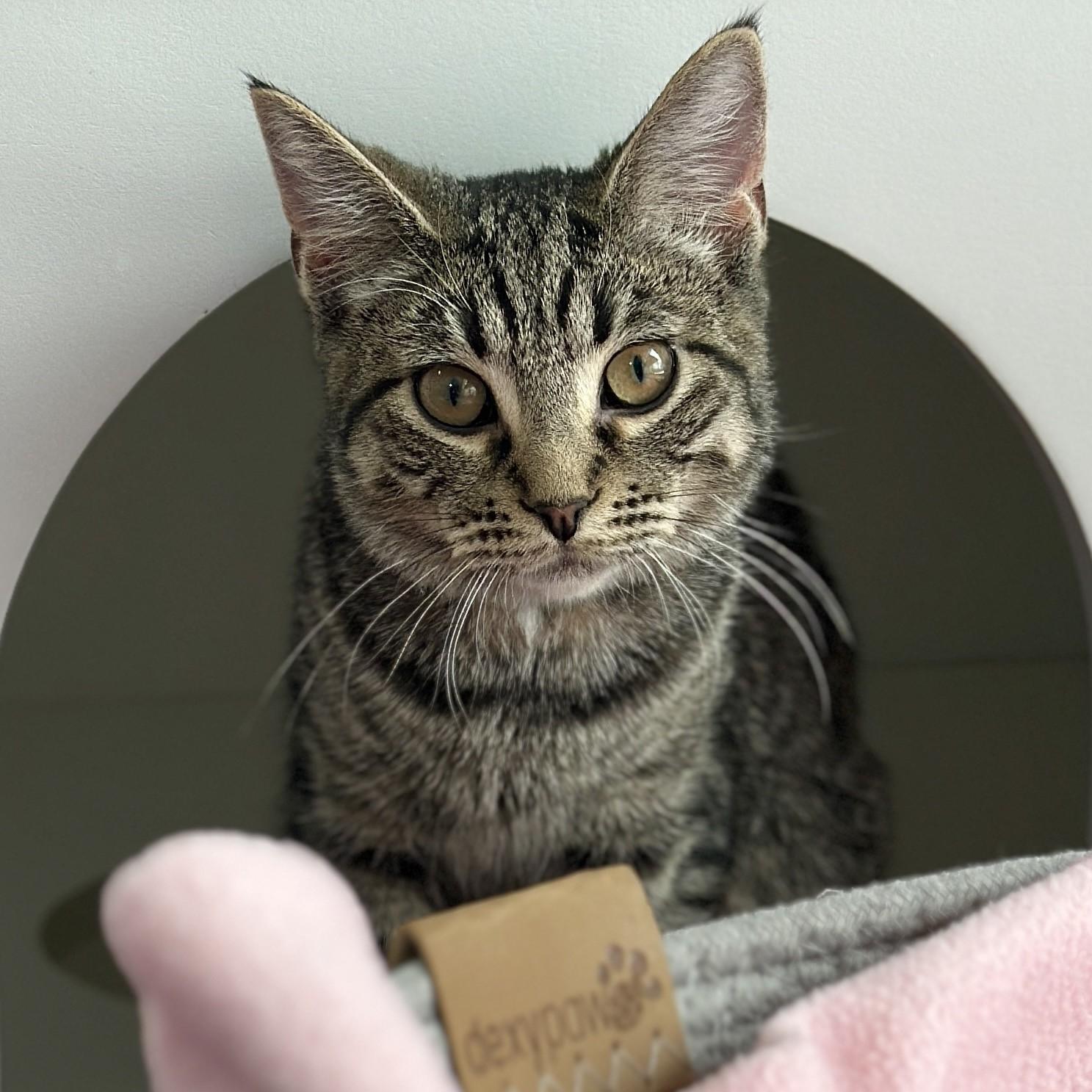 Enlarge Mary, a ADOPTABLE Domestic Short Hair in Victor, NY image 2/6