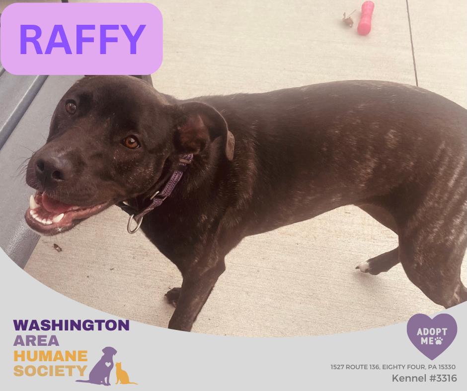 Enlarge Raffy, a Adoptable mixed breed in Eighty Four, PA image 1/1