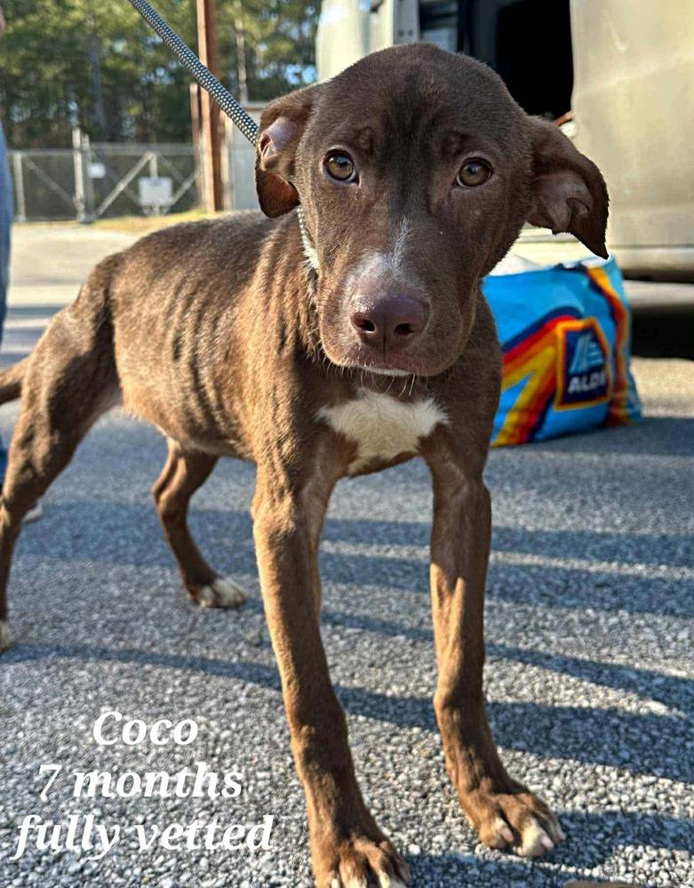 Enlarge Coco  (2026), a Adoptable mixed breed in Wenonah, NJ image 1/1