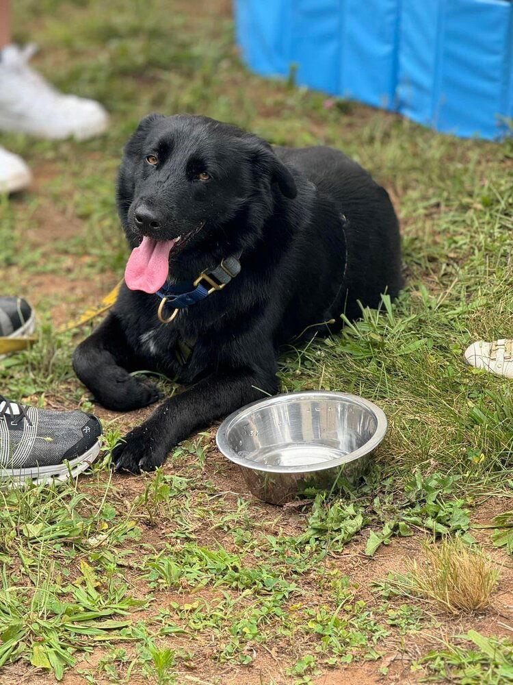 Enlarge Gruff (TX), a Adoptable Shepherd in New York, NY image 2/3