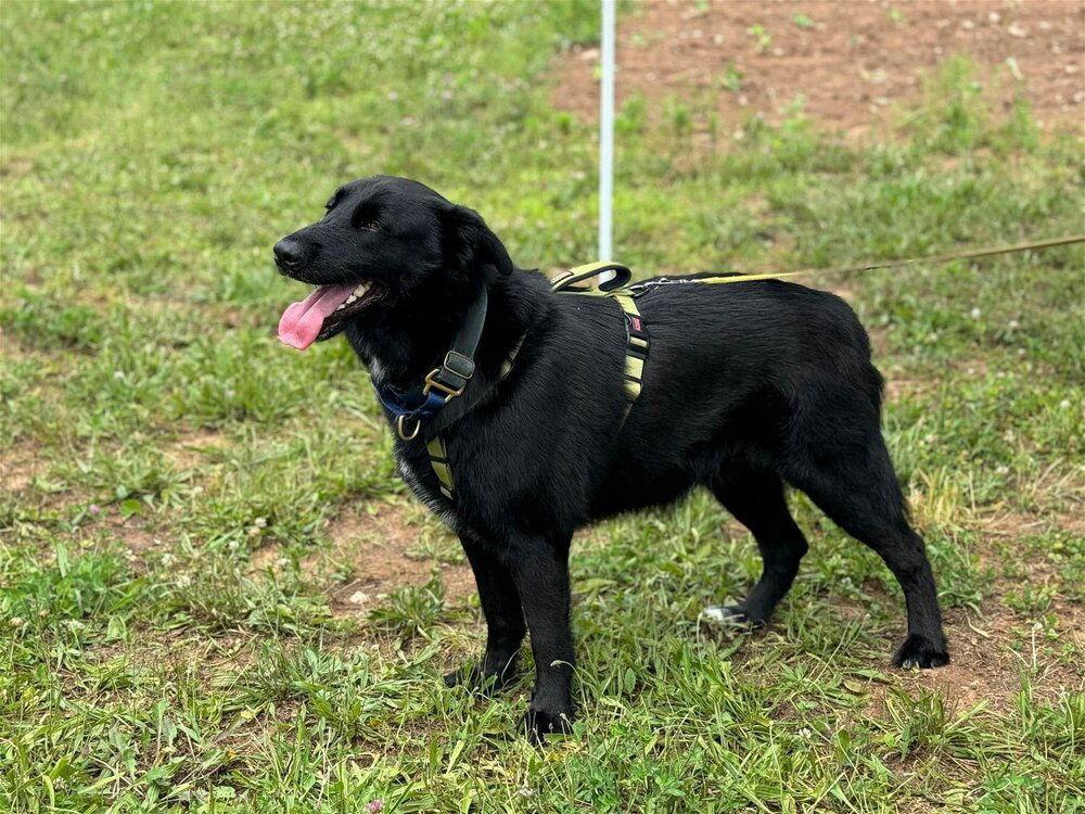 Enlarge Gruff (TX), a Adoptable Shepherd in New York, NY image 3/3