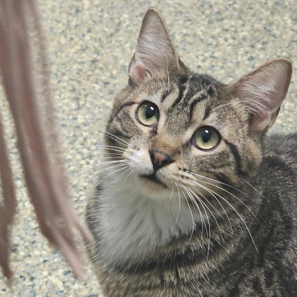 Enlarge Tater, a Adopted mixed breed in Eastsound, WA image 1/1