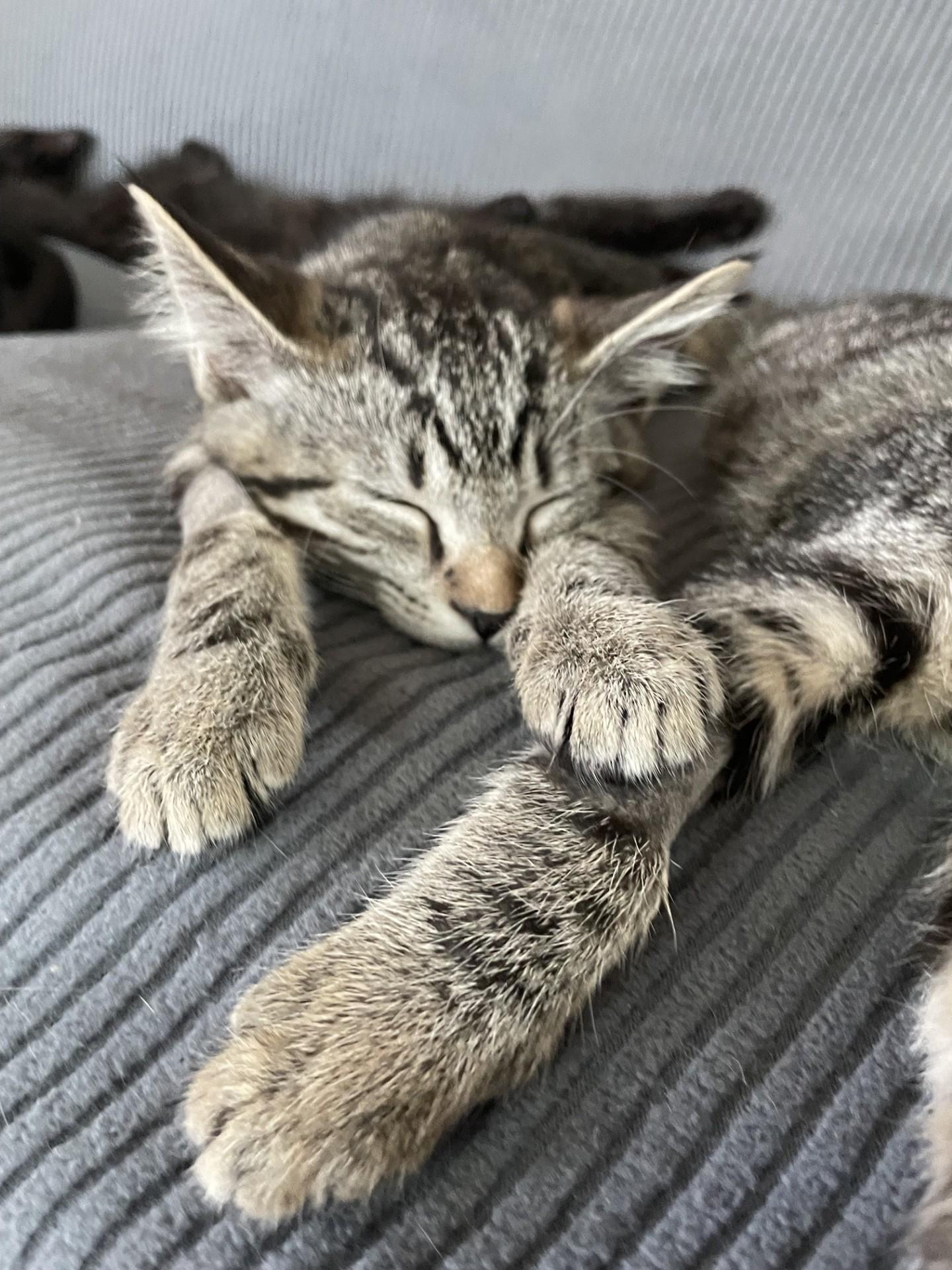 Enlarge Chloe C10736pa & Zoe C10735pa, a Adoptable Tabby in Burlington, WA image 2/5