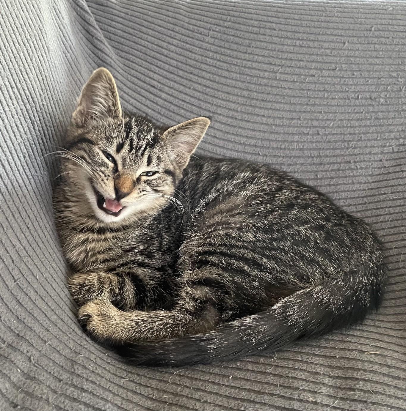 Enlarge Chloe C10736pa & Zoe C10735pa, a Adoptable Tabby in Burlington, WA image 4/5
