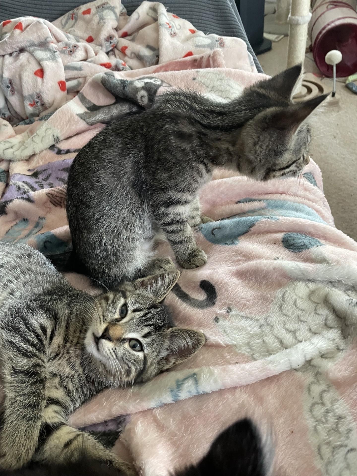 Enlarge Chloe C10736pa & Zoe C10735pa, a Adoptable Tabby in Burlington, WA image 5/5