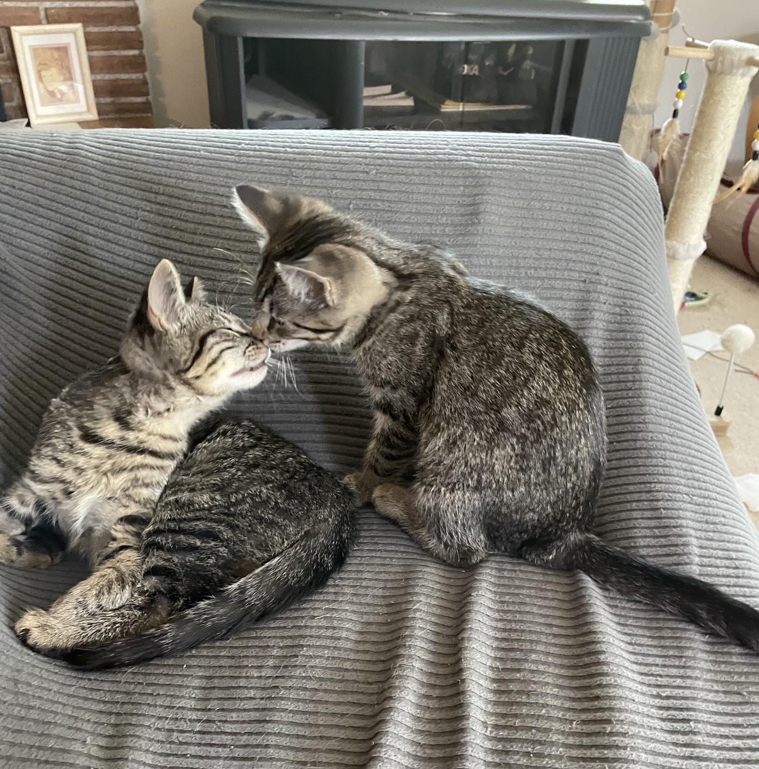 Enlarge Chloe C10736pa & Zoe C10735pa, a Adoptable Tabby in Burlington, WA image 1/5