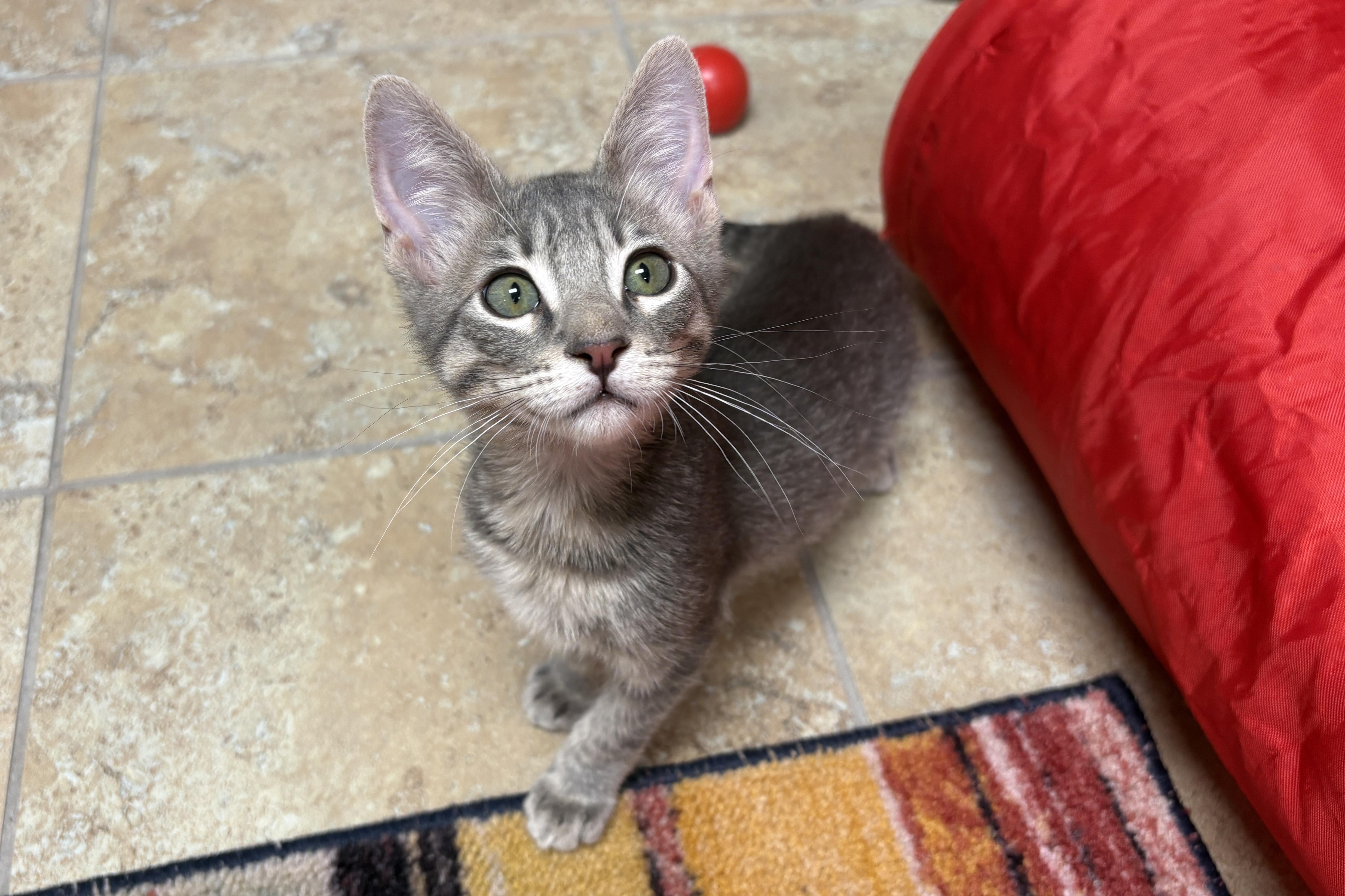 Willy, adopted, Kitten Male Domestic Short Hair.