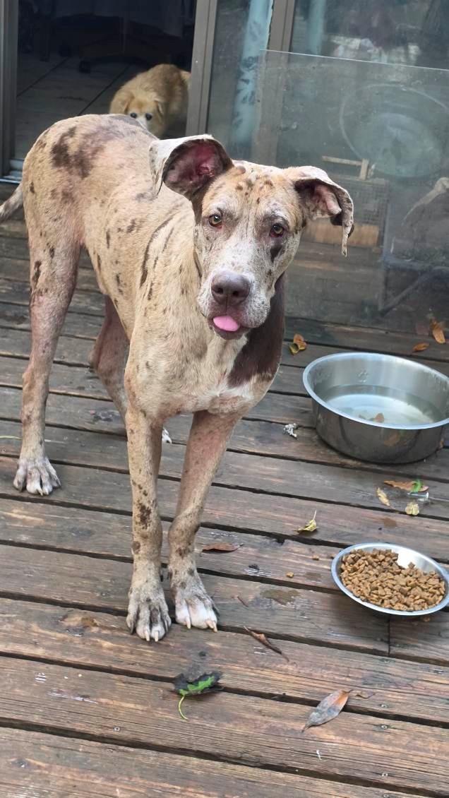 Enlarge Leonard, a Adoptable mixed breed in Oregon, IL image 3/3