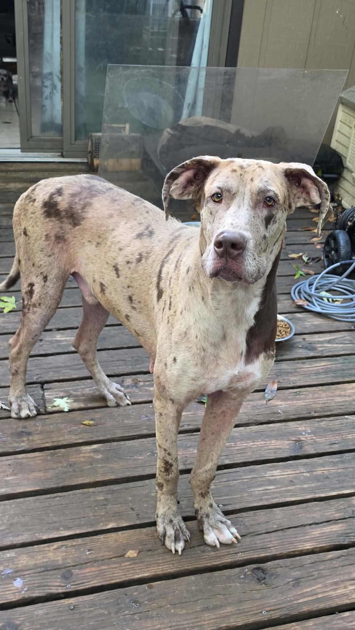 Enlarge Leonard, a Adoptable mixed breed in Oregon, IL image 2/3