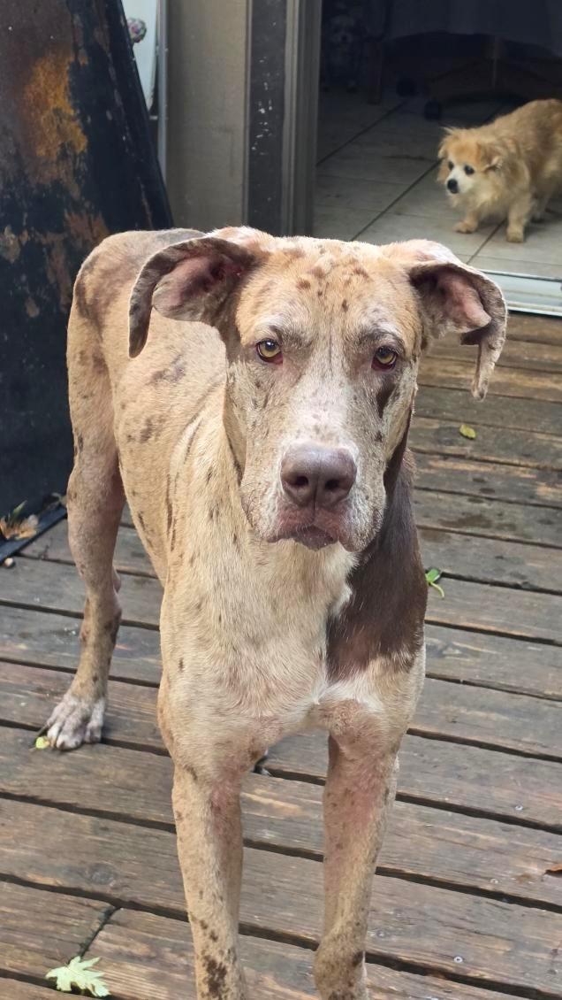 Leonard, Adoptable, Adult Male Catahoula Leopard Dog & Great Dane.