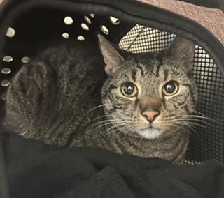 Enlarge Lucas - COURTESY LISTING - CUDDLY BUDDY SITS ON YOUR SHOULDER!, a Adoptable Domestic Short Hair in Stowe, PA image 1/4