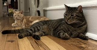 Enlarge Lucas - COURTESY LISTING - CUDDLY BUDDY SITS ON YOUR SHOULDER!, a Adoptable Domestic Short Hair in Stowe, PA image 2/4