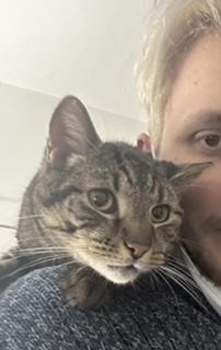 Enlarge Lucas - COURTESY LISTING - CUDDLY BUDDY SITS ON YOUR SHOULDER!, a Adoptable Domestic Short Hair in Stowe, PA image 3/4