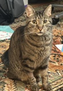 Enlarge Lucas - COURTESY LISTING - CUDDLY BUDDY SITS ON YOUR SHOULDER!, a Adoptable Domestic Short Hair in Stowe, PA image 4/4