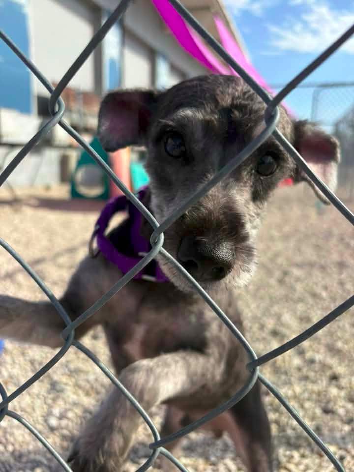 Enlarge Duncan $500, a Adoptable Schnauzer in Milwaukee, WI image 1/6