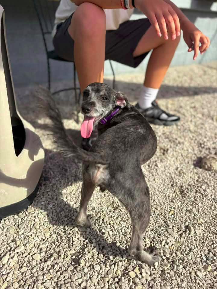 Enlarge Duncan $500, a Adoptable Schnauzer in Milwaukee, WI image 2/6