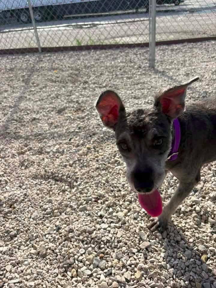 Enlarge Duncan $500, a Adoptable Schnauzer in Milwaukee, WI image 3/6