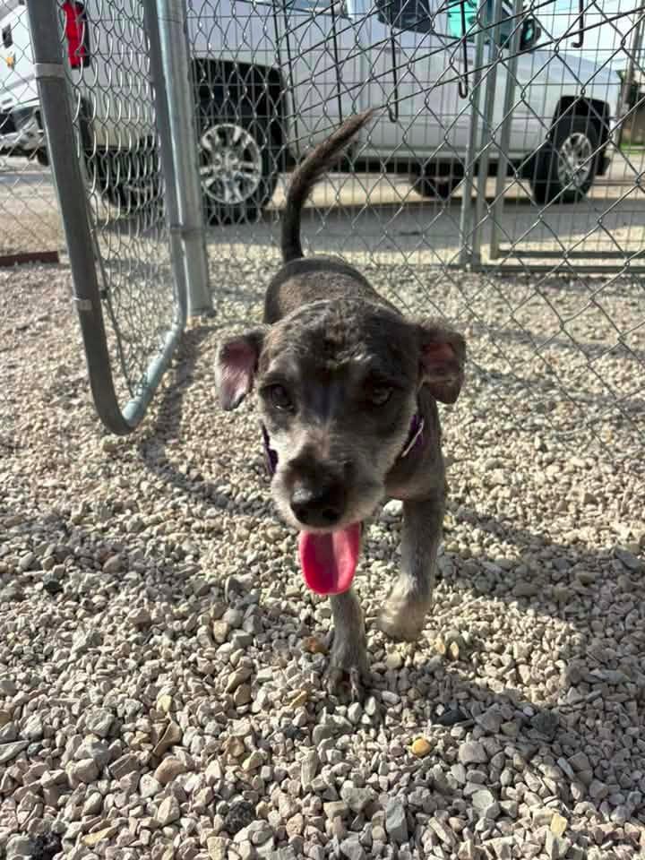 Enlarge Duncan $500, a Adoptable Schnauzer in Milwaukee, WI image 4/6