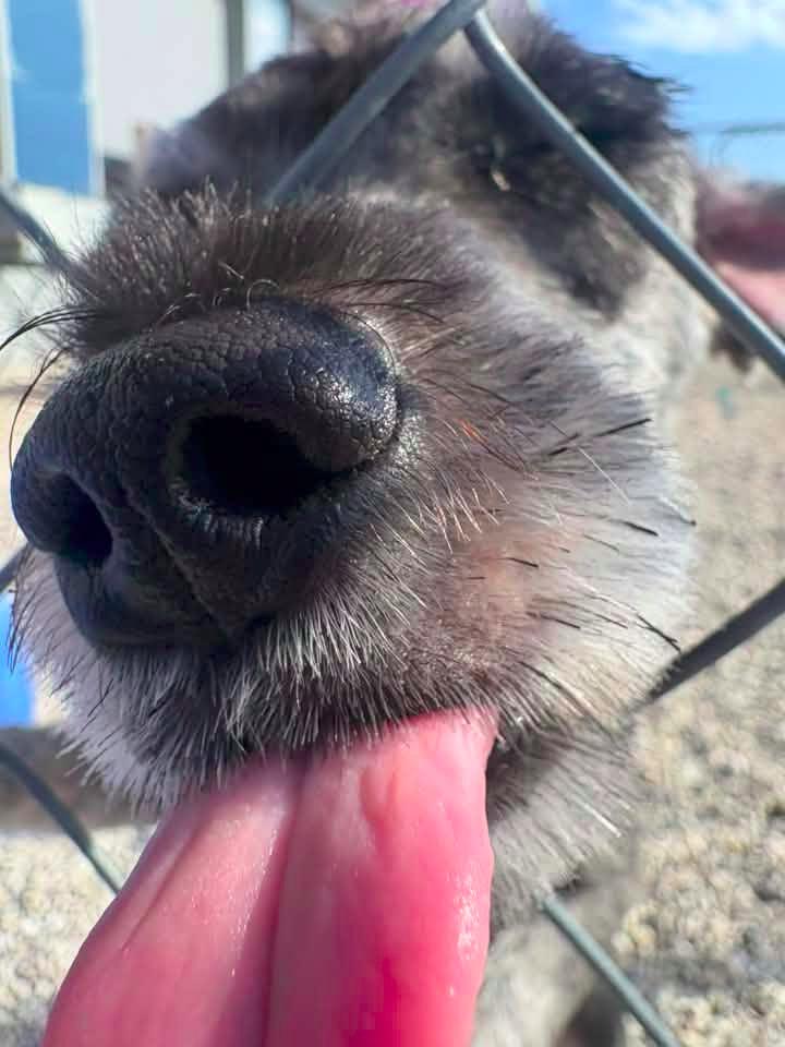 Enlarge Duncan $500, a Adoptable Schnauzer in Milwaukee, WI image 5/6
