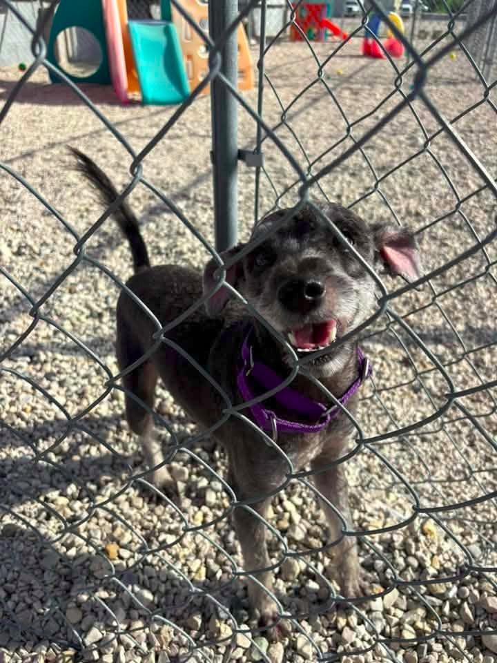 Enlarge Duncan $500, a Adoptable Schnauzer in Milwaukee, WI image 6/6