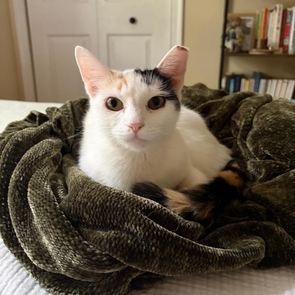 Olive, Adoptable, Young Female American Shorthair.