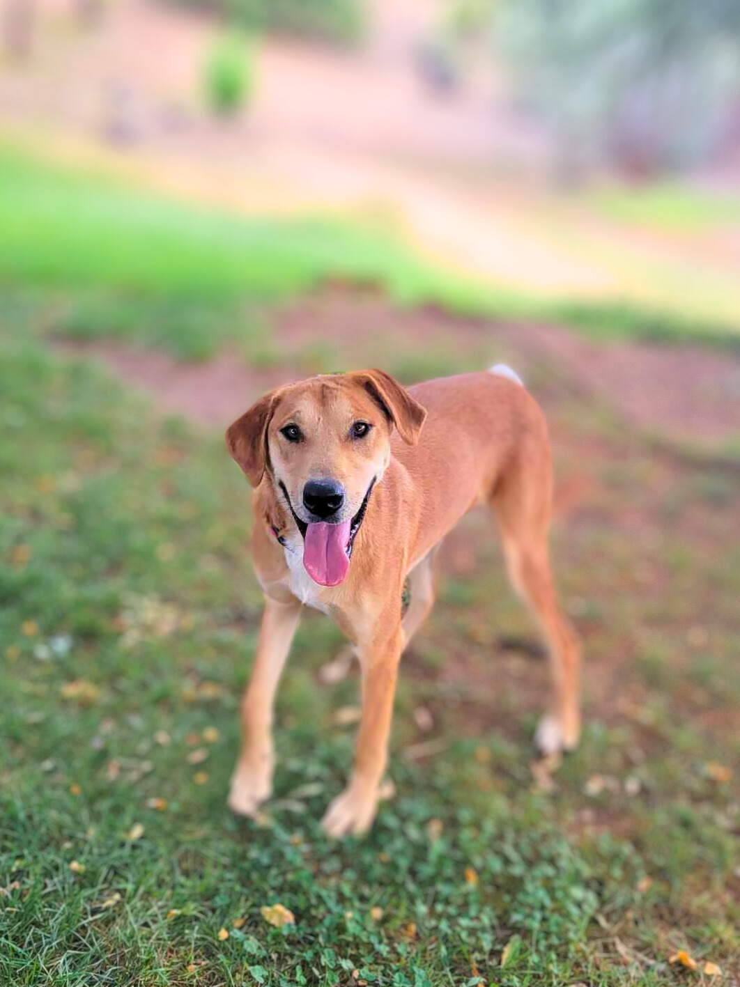 Macaroni, a Adoptable mixed breed in Temecula, CA image 5/6