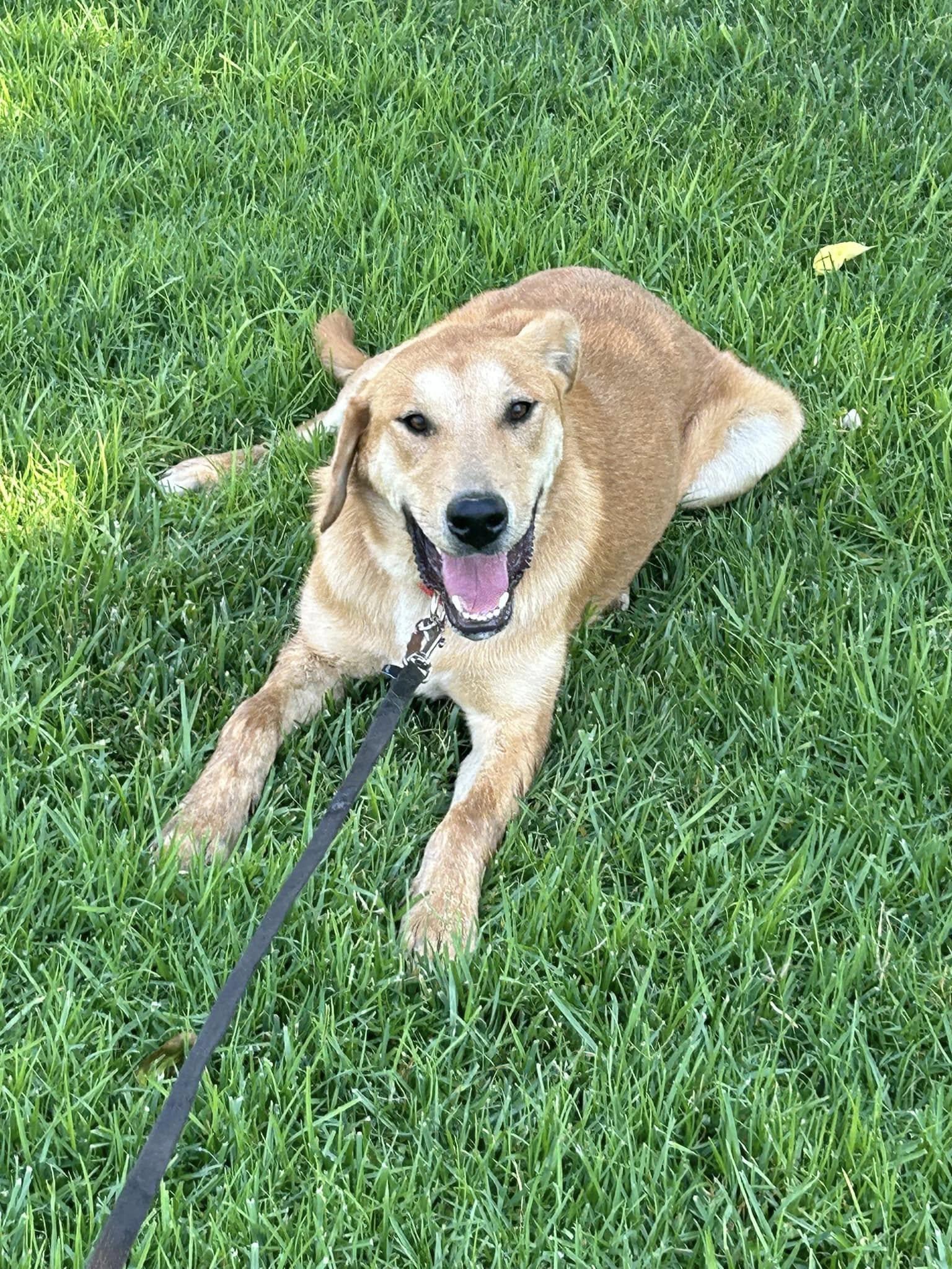 Macaroni, a Adoptable mixed breed in Temecula, CA image 6/6