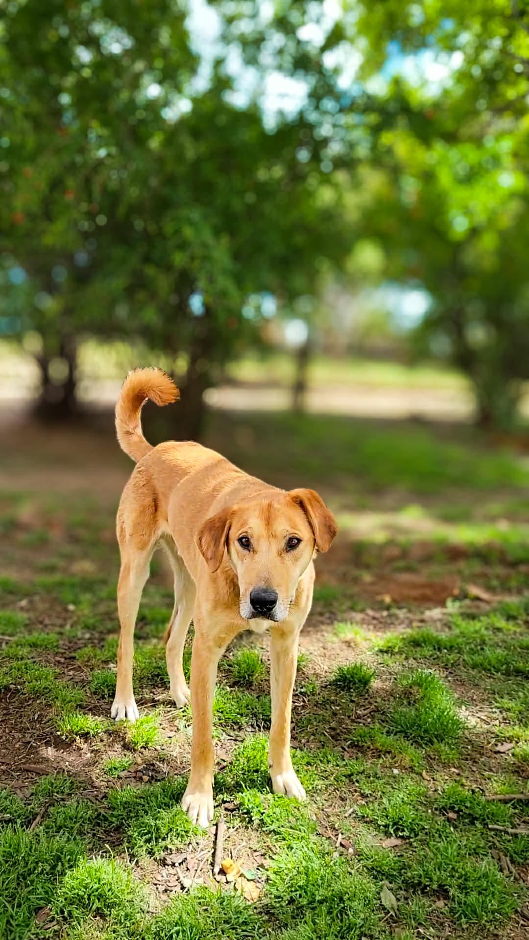 Enlarge Macaroni, a Adoptable mixed breed in Temecula, CA image 1/6