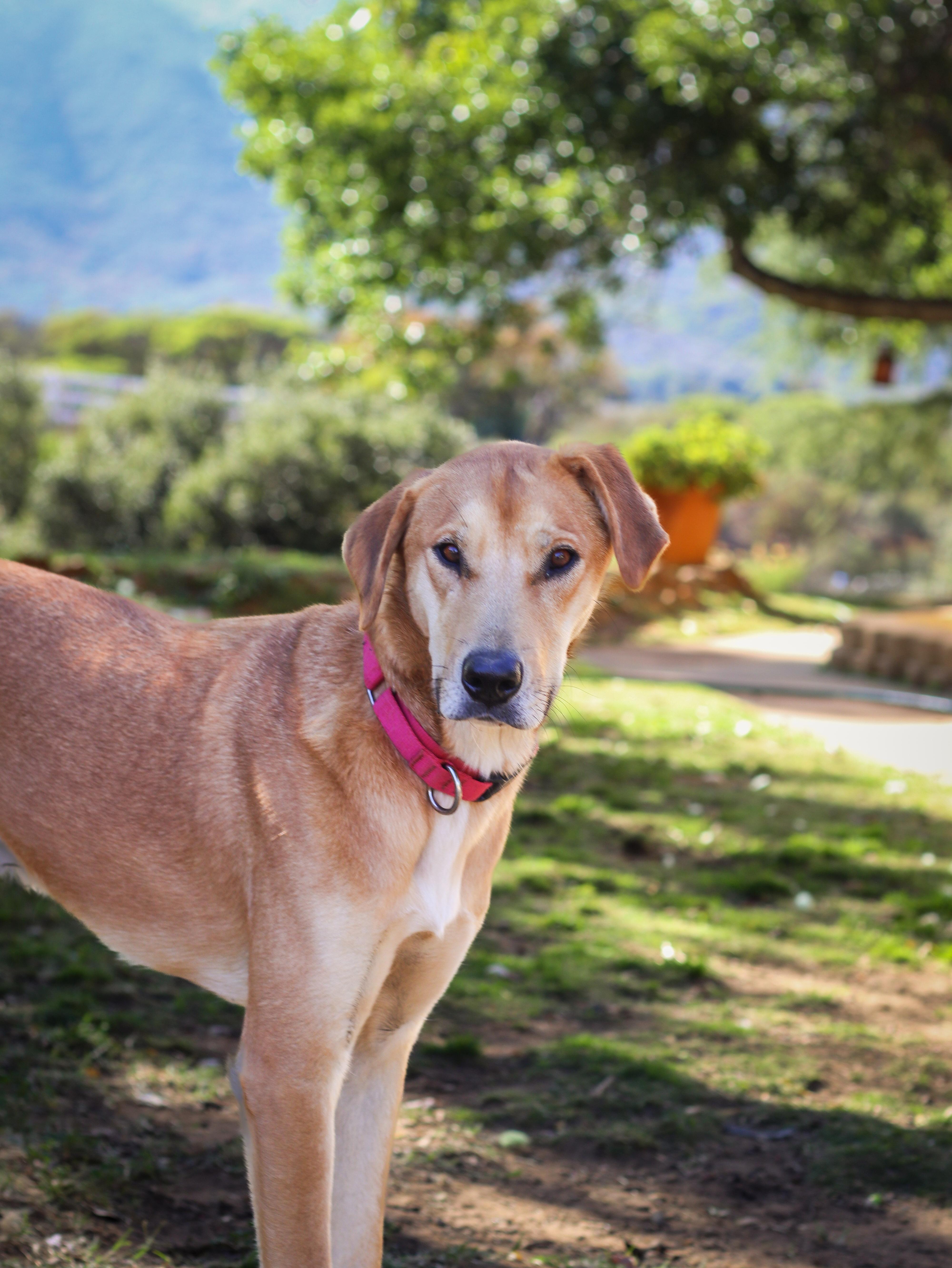 Macaroni, Adoptable, Young Male Yellow Labrador Retriever.