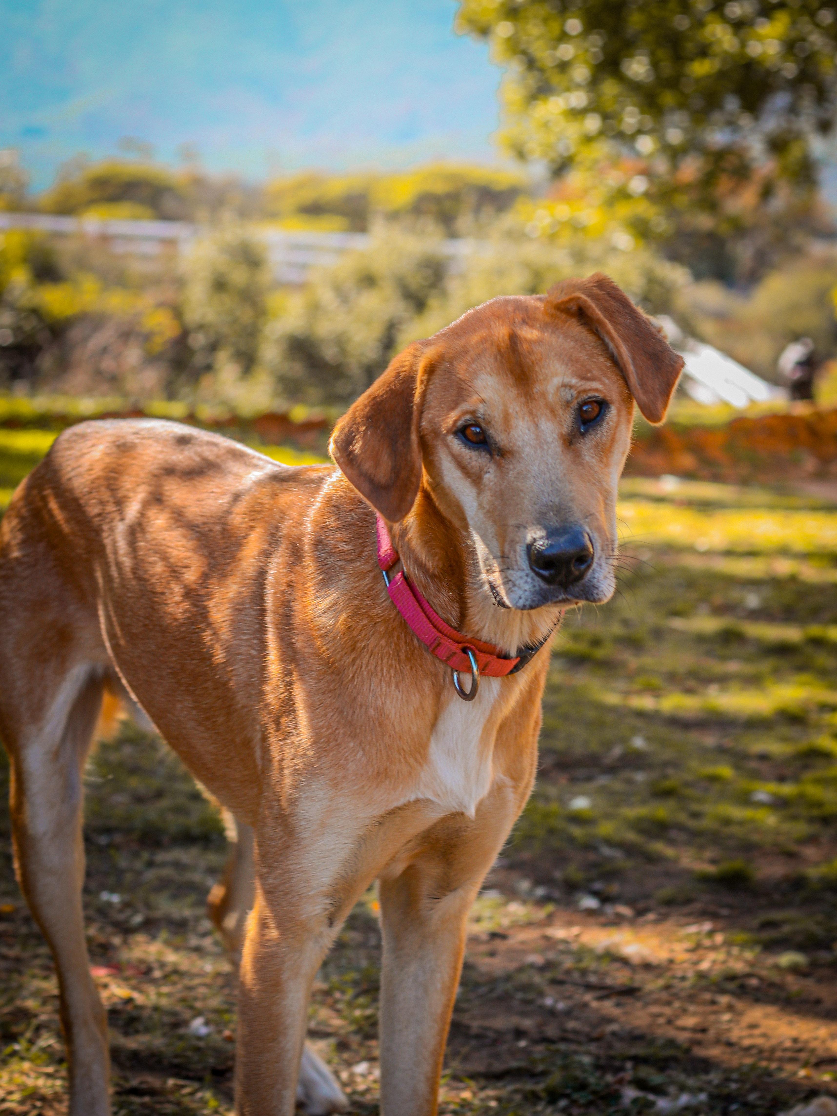 Macaroni, a Adoptable mixed breed in Temecula, CA image 2/6