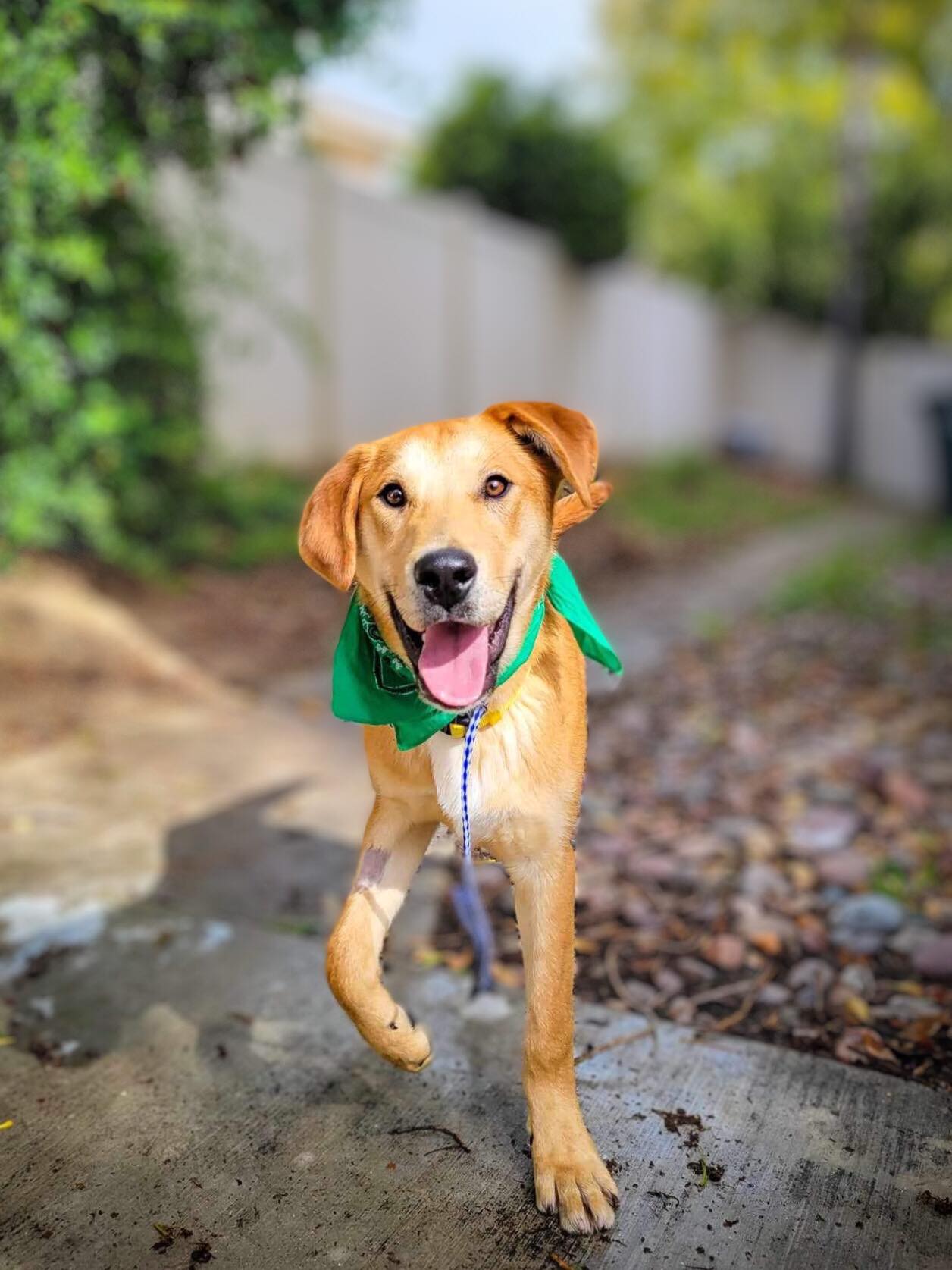 Macaroni, a Adoptable mixed breed in Temecula, CA image 4/6