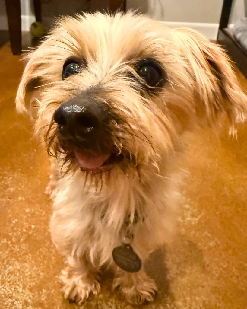 Vyvanse (Vance), Adoptable, Senior Male Yorkshire Terrier.