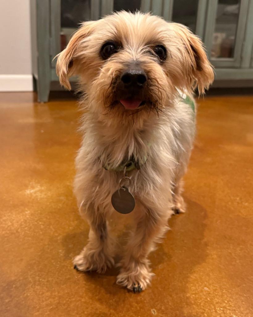 Enlarge Vyvanse (Vance), a Adoptable Yorkshire Terrier in Bryan, TX image 2/5