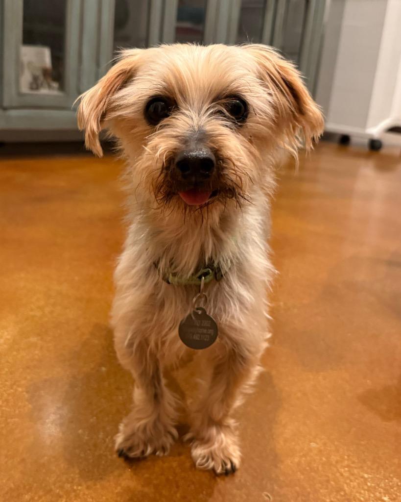 Enlarge Vyvanse (Vance), a Adoptable Yorkshire Terrier in Bryan, TX image 3/5